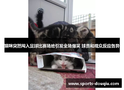 猫咪突然闯入足球比赛场地引发全场爆笑 球员和观众反应各异